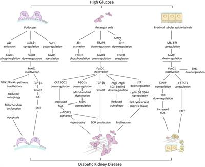 Improving the Dysregulation of FoxO1 Activity Is a Potential Therapy for Alleviating Diabetic Kidney Disease